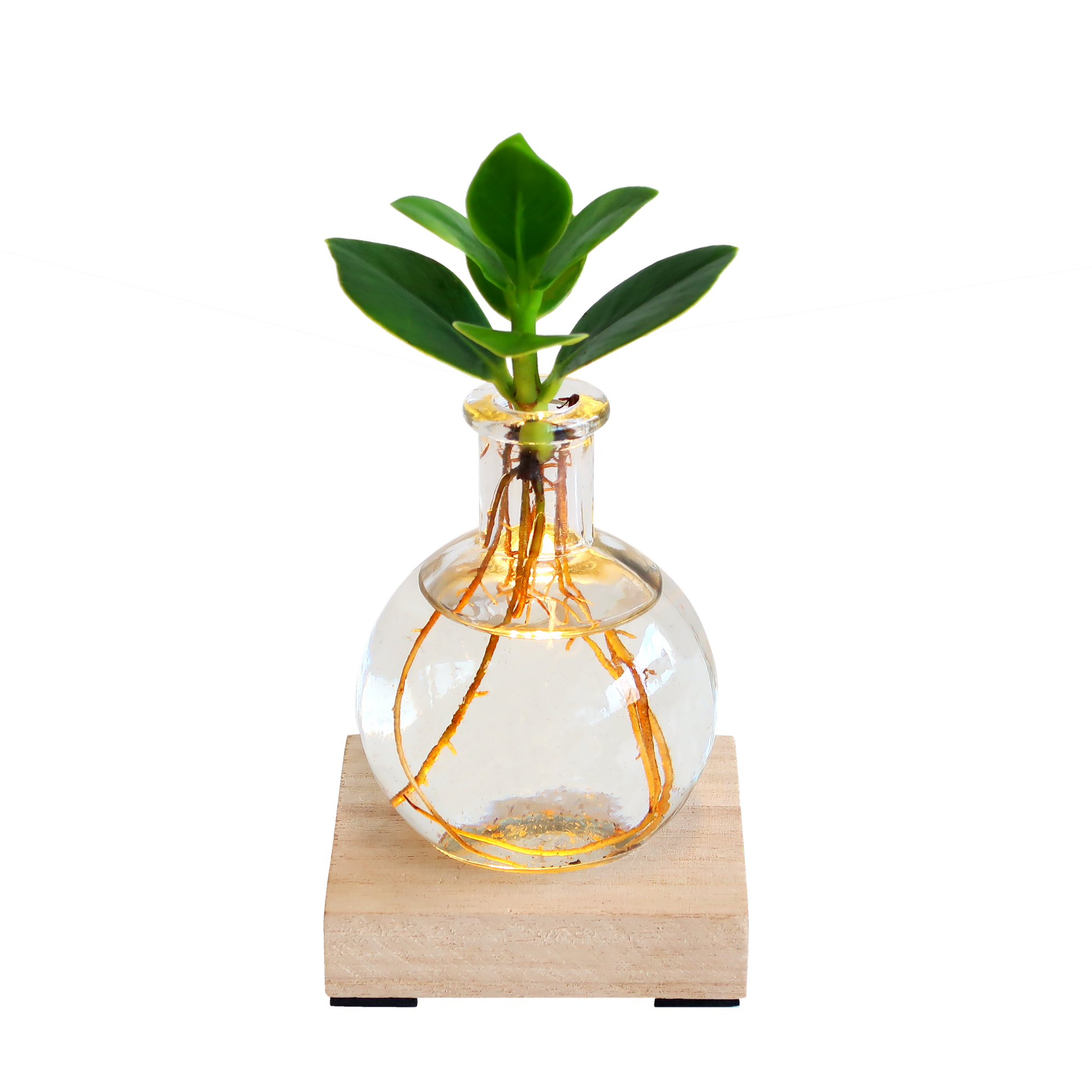 Clusia Rosea in Vase mit LED-Lampe – Leuchtende Pflanze – Dekoratives Pflanzen-Set mit Holzbrett – Originelles Geschenk für jeden Anlass