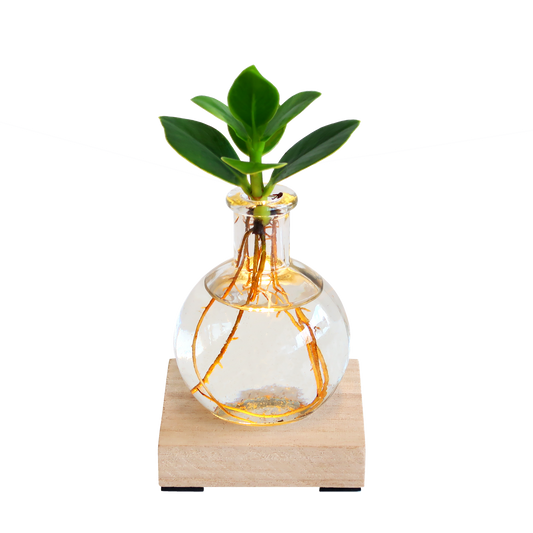 Clusia Rosea in Vase mit LED-Lampe – Leuchtende Pflanze – Dekoratives Pflanzen-Set mit Holzbrett – Originelles Geschenk für jeden Anlass