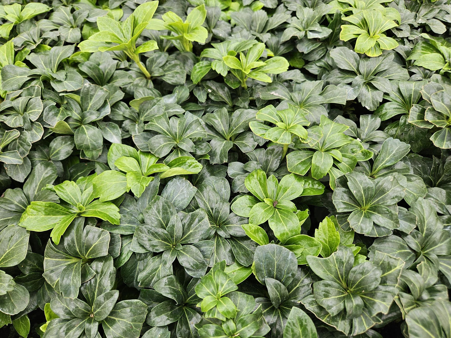 Schattengrün Pachysandra terminalis 'Green Sheen' – ↕10-25cm – Ø9cm – 60 Pflanzen – Immergrün – Winterhart – Bodendecker – Pflegeleicht – Schattiger Standort
