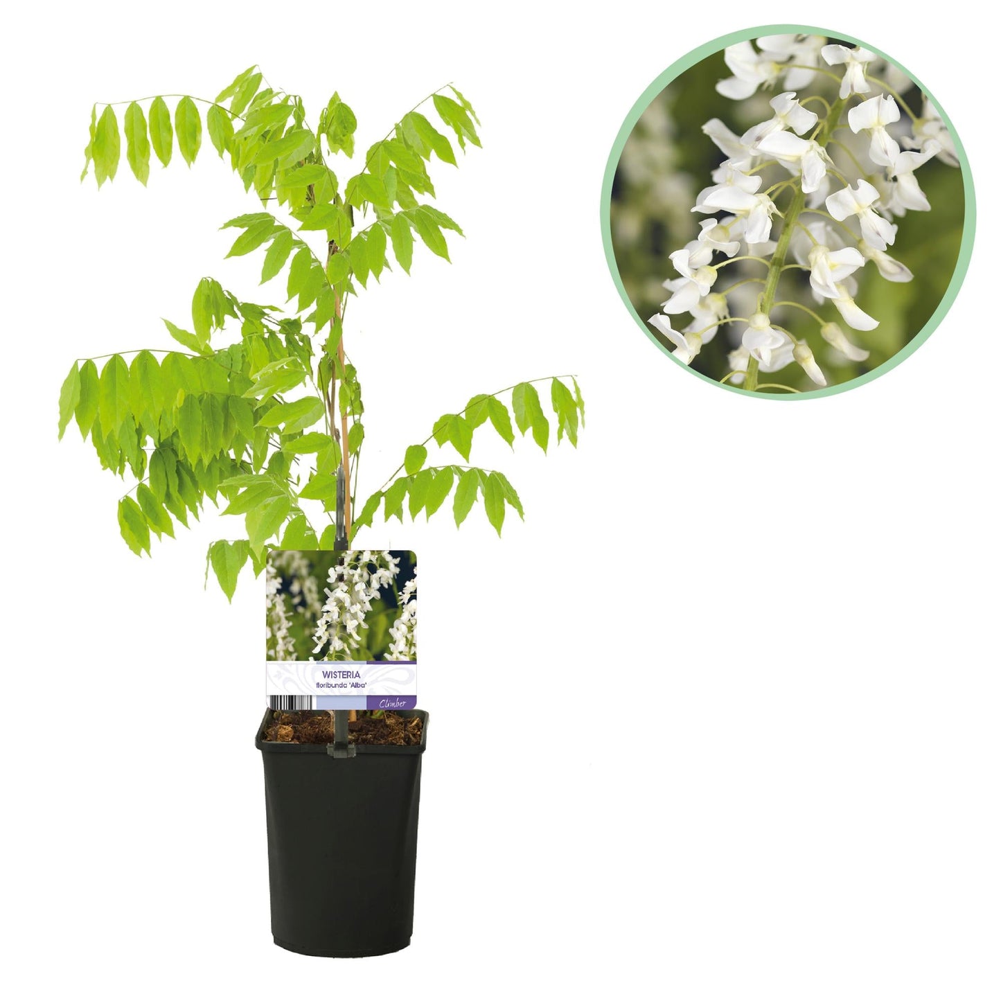 Blauregen Wisteria floribunda Alba – Weiße Blüten – 11 cm x H40 cm – Duftende Kletterpflanze – Für Pergolen, Zäune & Wände