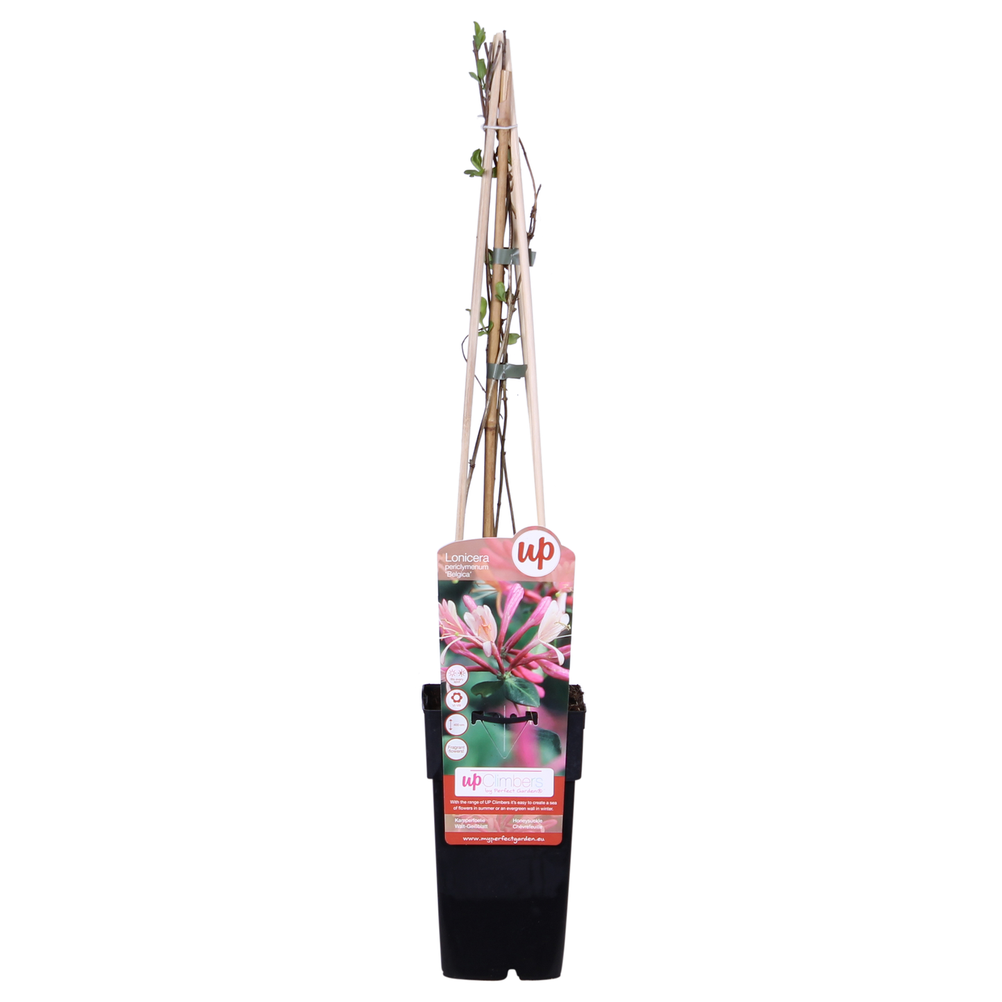 Waldgeißblatt - Lonicera periclymenum 'Belgica' - ↨65cm - Ø15cm - 3 Stück