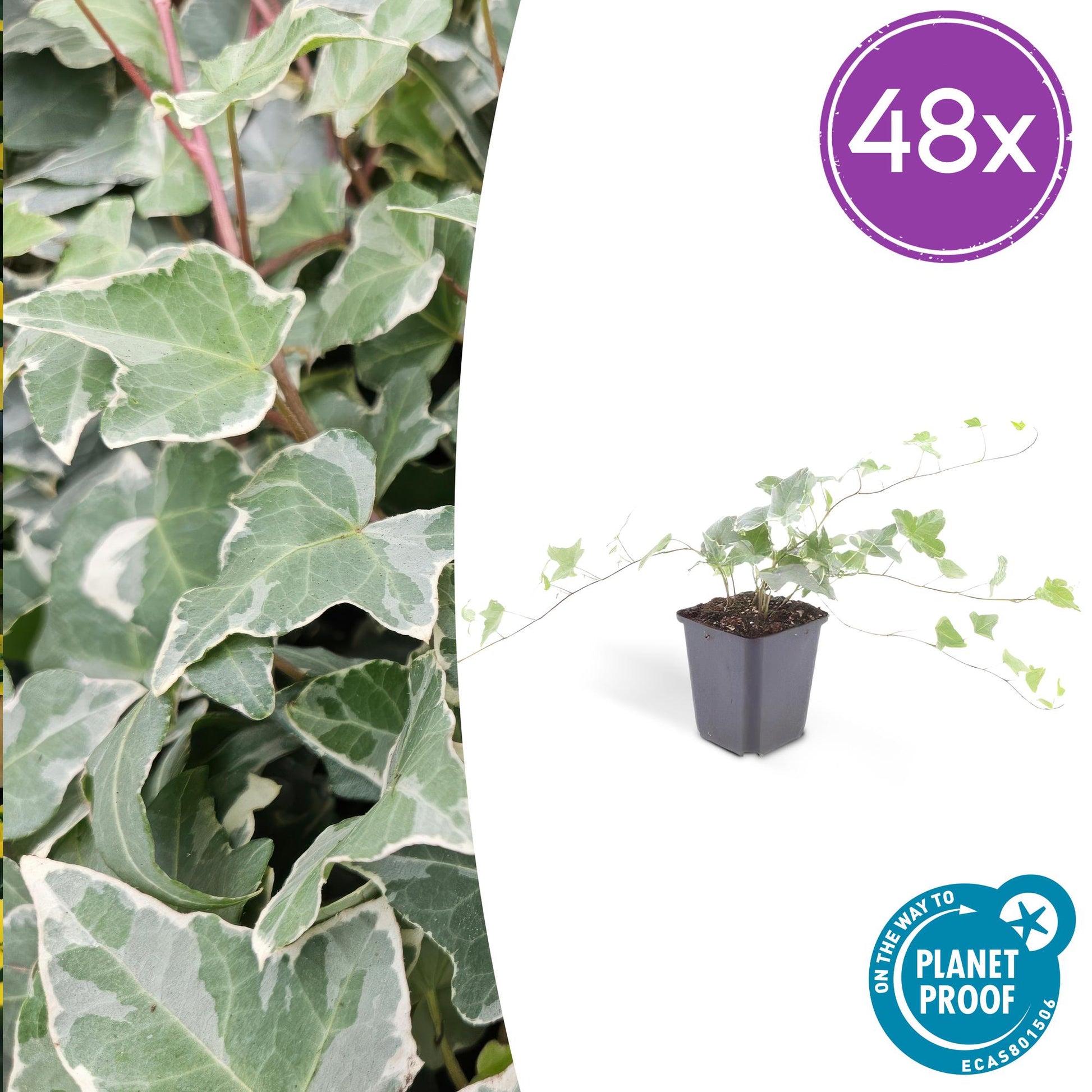 Hedera helix 'Glacier' – Bunter Efeu – 48 Pflanzen – ↕10–25cm – Ø9cm – Immergrüner Kletter- & Bodendecker – Pflegeleicht & schnittverträglich – Für Garten, Hecke & Begrünung