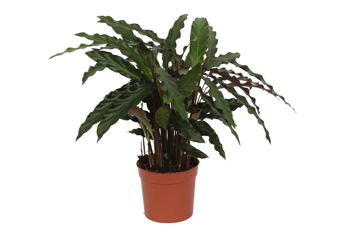 Calathea Elgergrass – Korbmarante – Zimmerpflanze 35cm hoch – Ø12cm – Schmale gewellte Blätter – Pflegeleicht & luftreinigend – Ideal für Bad, Küche & Wohnraum