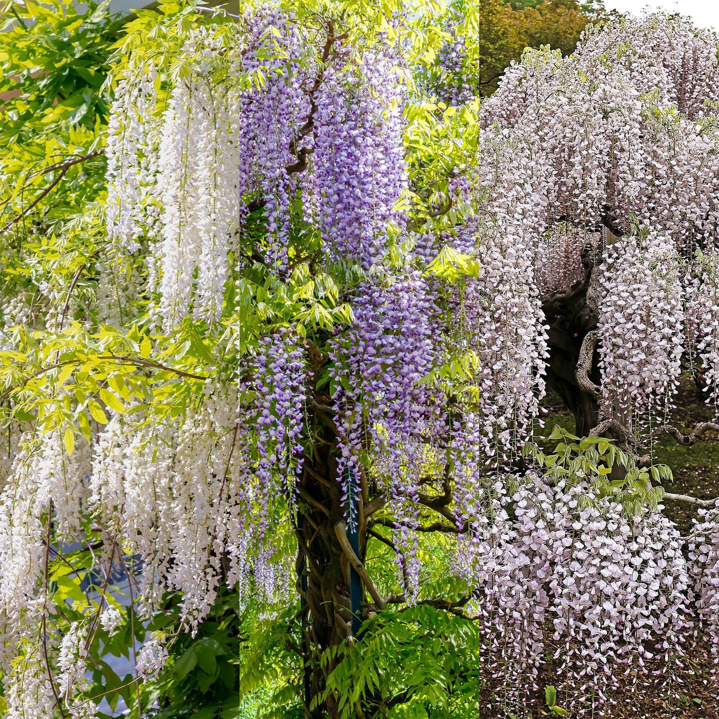 Blauregen Wisteria floribunda Tricolour – Blau, Rosa & Weiß – 3 Pflanzen – 11 cm x H40 cm – Duftend & Kletterpflanze – Für Pergolen, Zäune & Wände