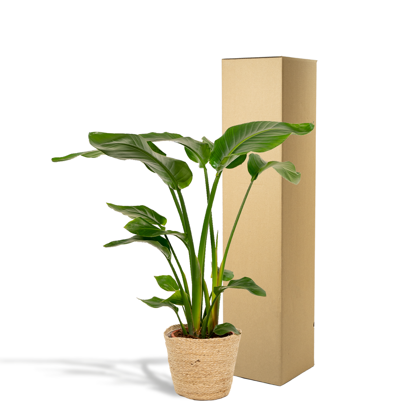 Baum-Strelitzie - Strelitzia Nicolai - Zimmerpflanze Ø19cm ↕90cm im dekorativen Korb Selin - Luftreinigende Tropenpflanze für Wohnzimmer & Büro