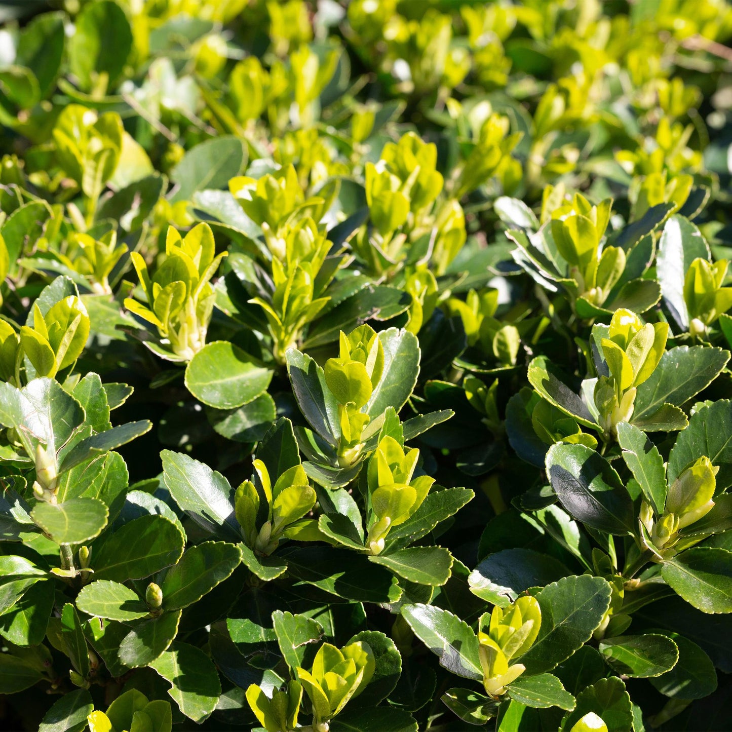 Immergrüner Japanischer Spindelstrauch – Euonymus japonicus 'Green Spire' – 8 Pflanzen für 1 Meter Hecke – Heckenpflanze 9cm – Höhe 20–25cm – Winterhart & Pflegeleicht