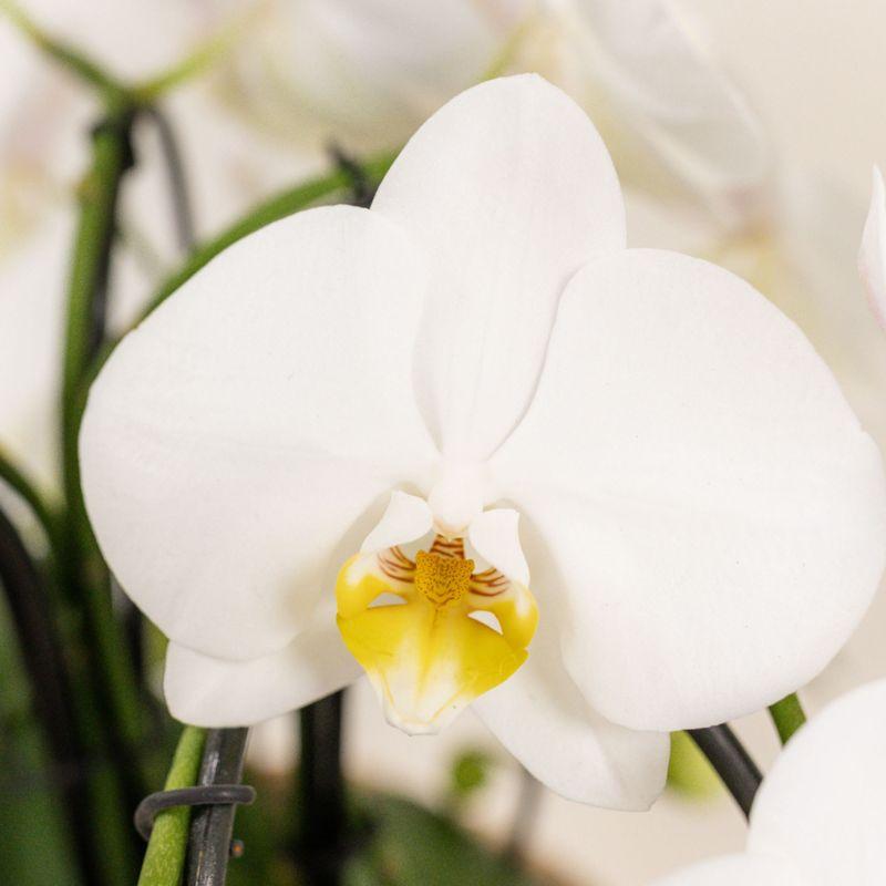 Kolibri Orchids | Weißes Orchideenset in Como-Schale inkl. Wasserreservoir | Drei Weiße Niagara Falls-Orchideen 12cm | Mono-Bouquet Weiß mit Selbstbewässerungssystem