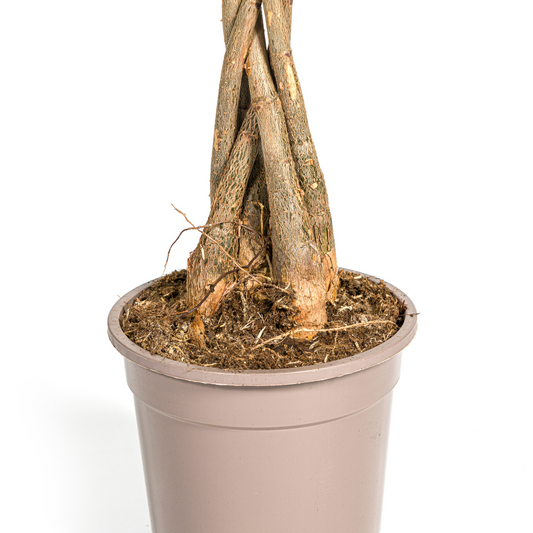 Glückskastanie Pachira Aquatica – Zimmerpflanze – Ø19cm – 70-90cm hoch – Geflochtener Stamm – Exotisch & pflegeleicht