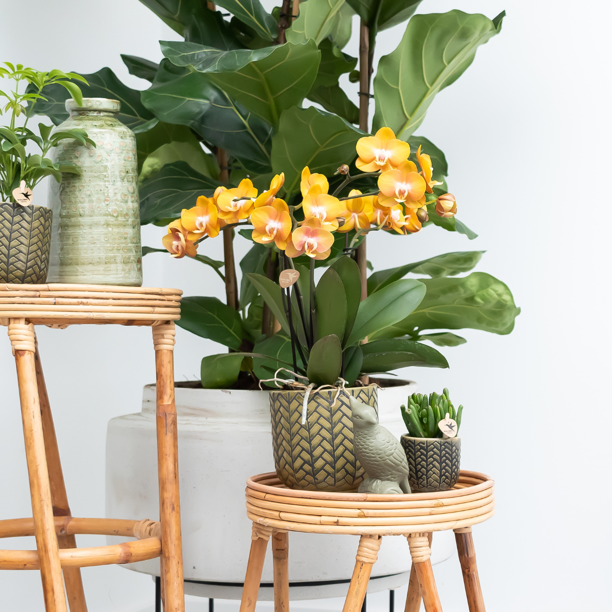 Phalaenopsis-Orchidee - Las Vegas - Topfgröße Ø12cm - Zimmerpflanze - 2 Stück