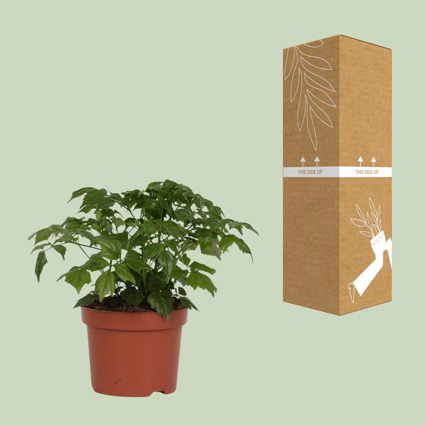 Zimmeresche - Radermachera Sinica - Zimmerpflanze - Ø12cm - ↕27cm