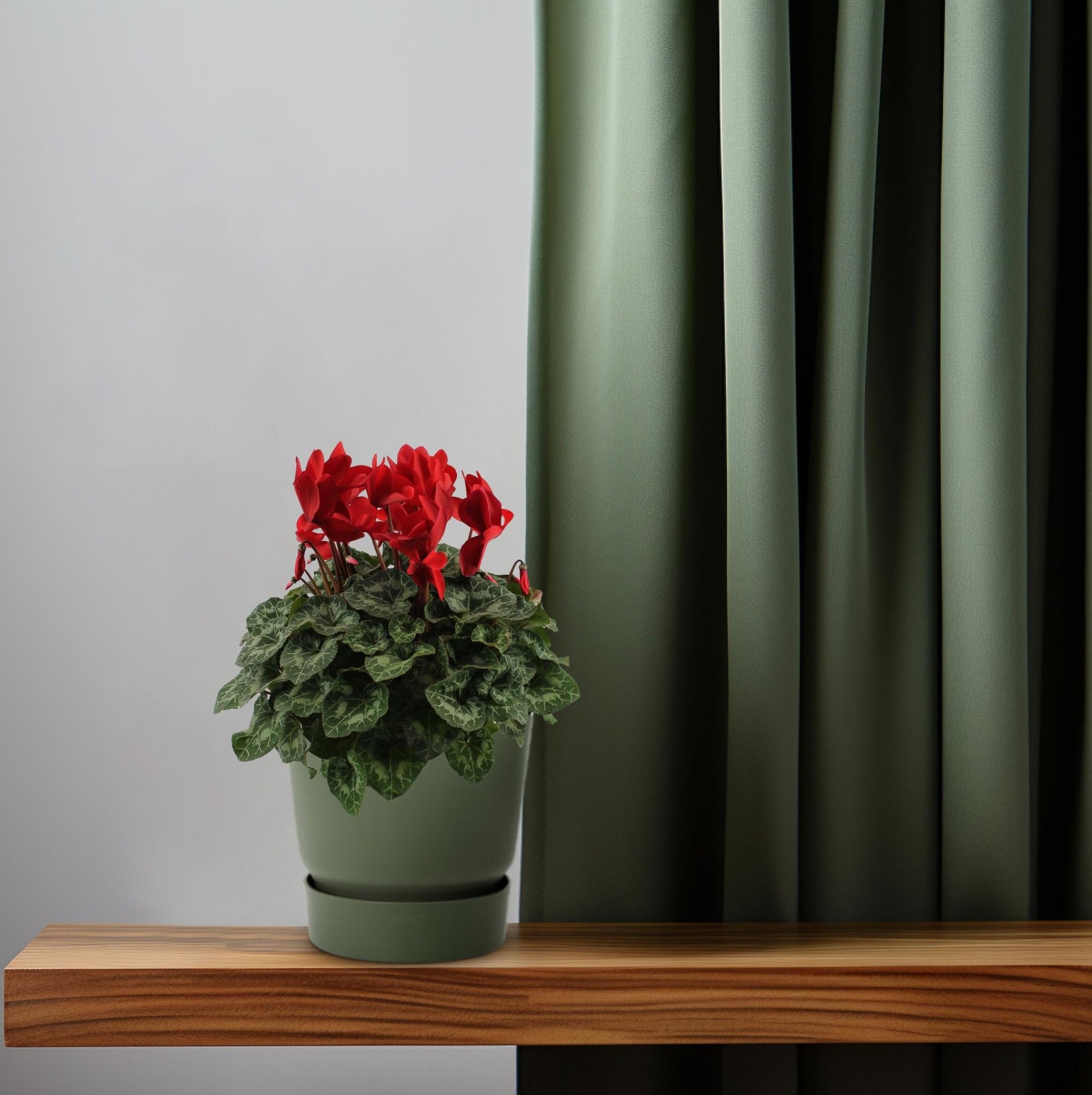 Alpenveilchen Rot – Cyclamen Pflanze – Ø17cm – ↕40cm – Blühende Zimmerpflanze mit dekorativen herzförmigen Blättern – Farbakzent für Wohnzimmer & Büro