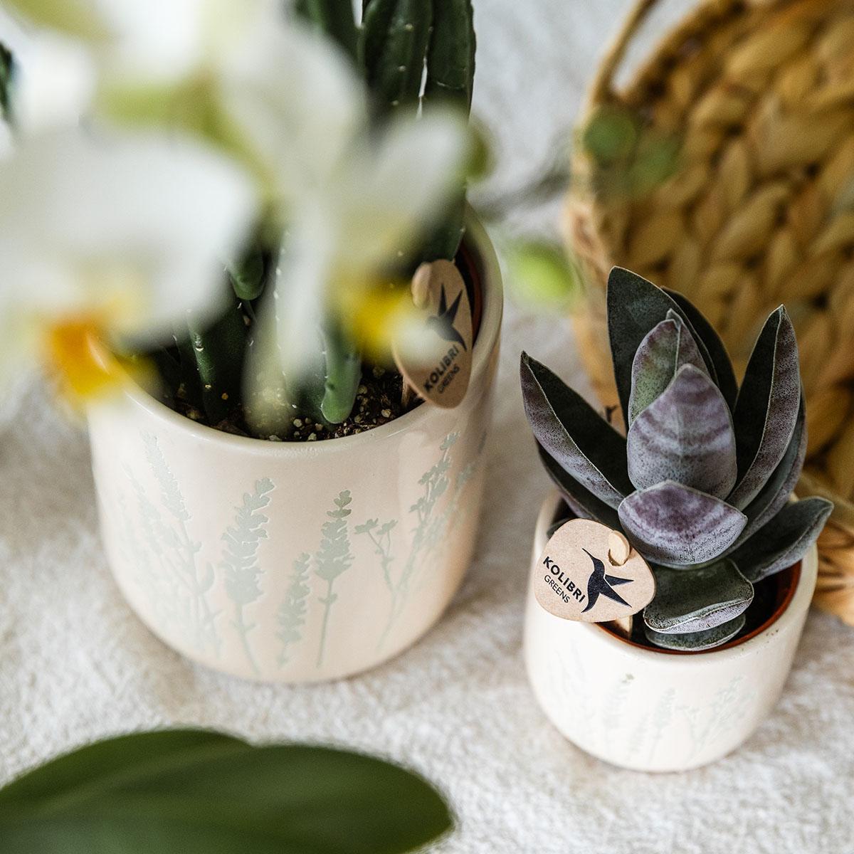 Grüne Pflanzen mit gelber Phalaenopsis-Orchidee in gelben Simplicity-Übertopfen auf einem Bambustablett