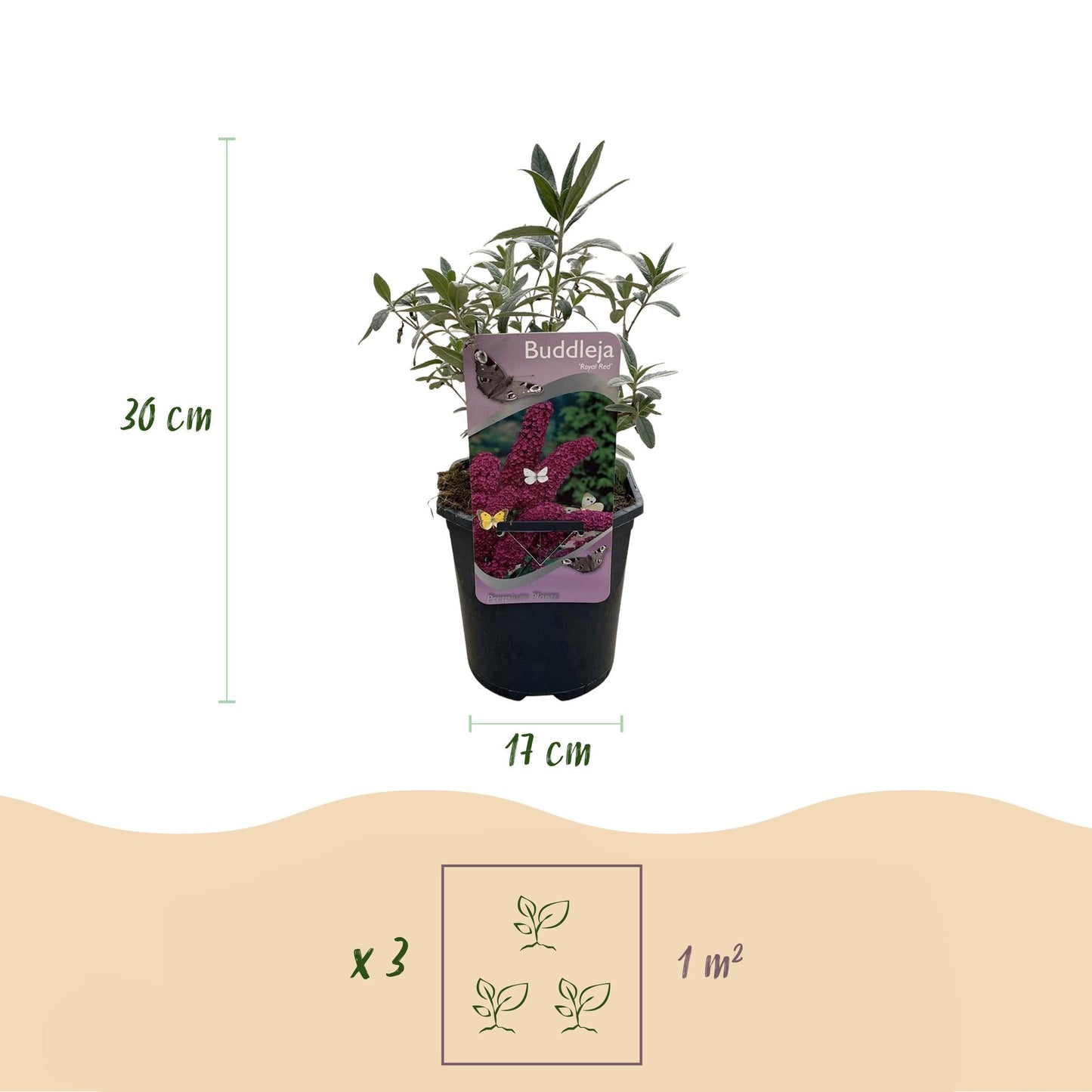 Schmetterlingsstrauch Buddleja davidii Royal Red – Rote Blüten – Laubabwerfend – Schmetterlingsfreundlich – 17 cm Höhe 25 cm