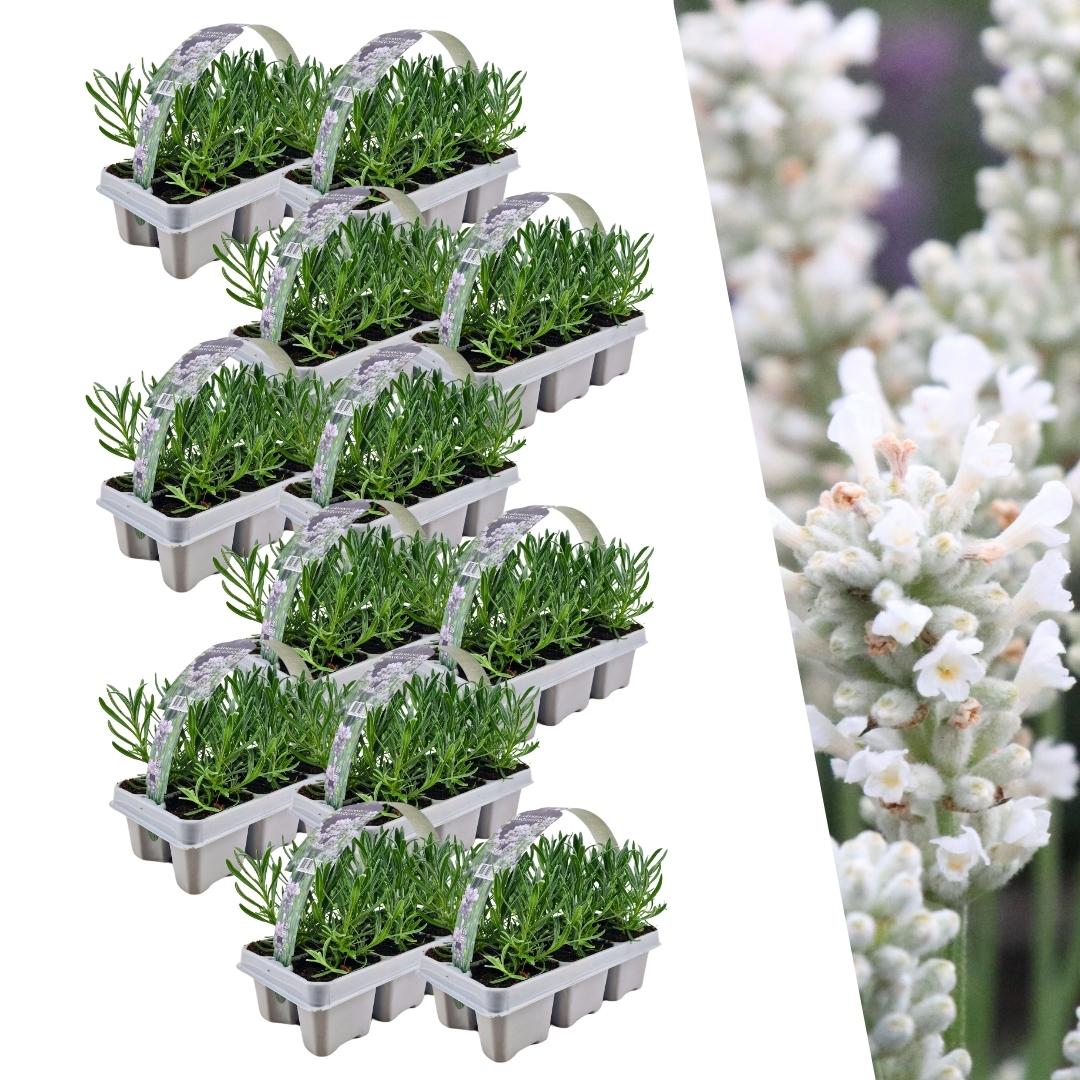 Echter Lavendel angustifolia White – 72 Pflanzen – Ø7cm - ca. 15cm hoch – Mehrjähriger, weiß blühender Lavendel – Duftend, winterhart & pflegeleicht