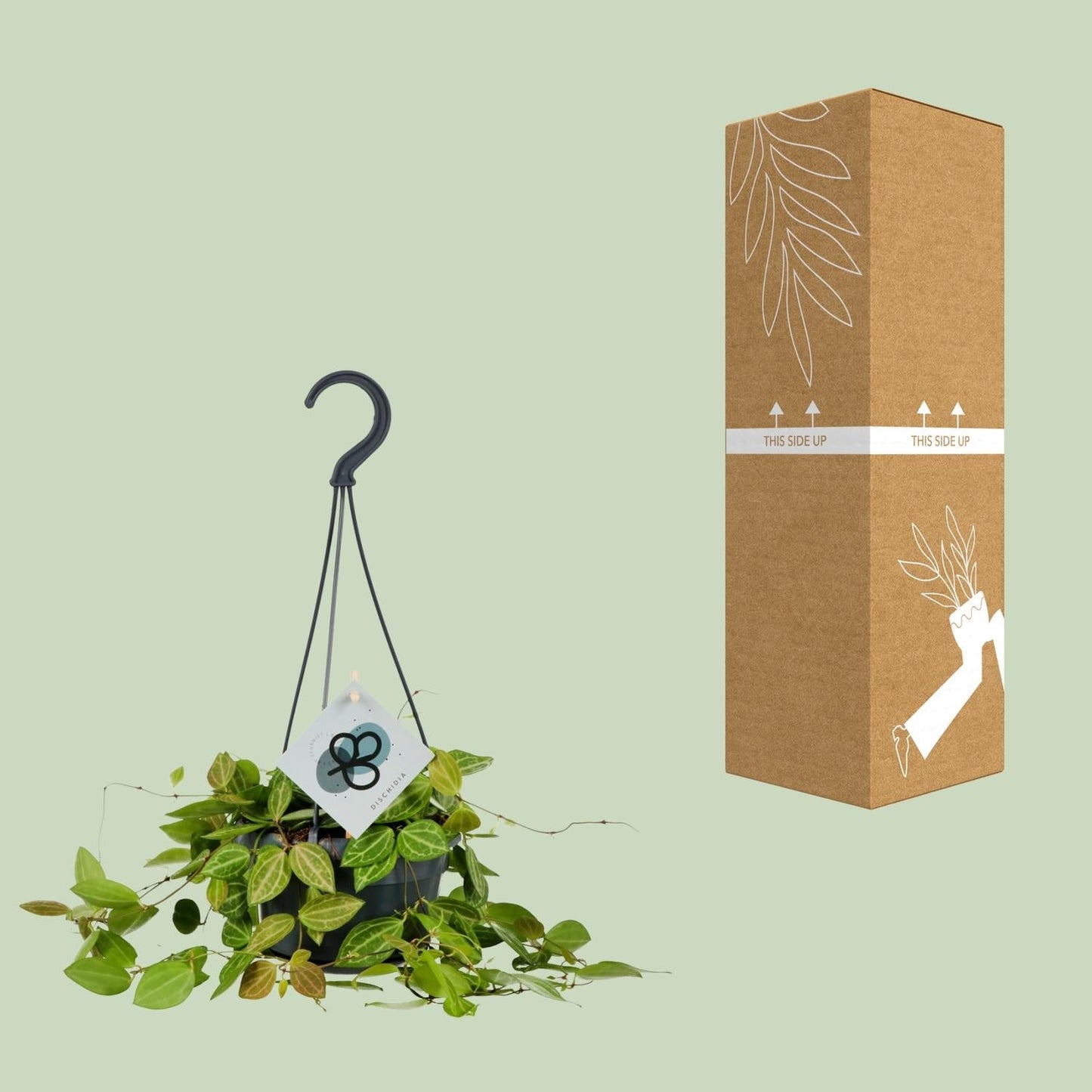 Dischidia Ovata – 40 cm hoch – Ø14 cm Topf – Sukkulente Zimmerpflanze mit Wassermelonen-Blättern – Pflegeleicht & dekorativ – Ideal für Regal, Hängeampel oder Büro