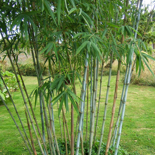 GreenboutiQ - Bambus - Fargesia Blue Dragon - Grün - 4 Pflanzen - Immergrün - Nicht Ausbreitend - Topf 14cm Höhe 35cm