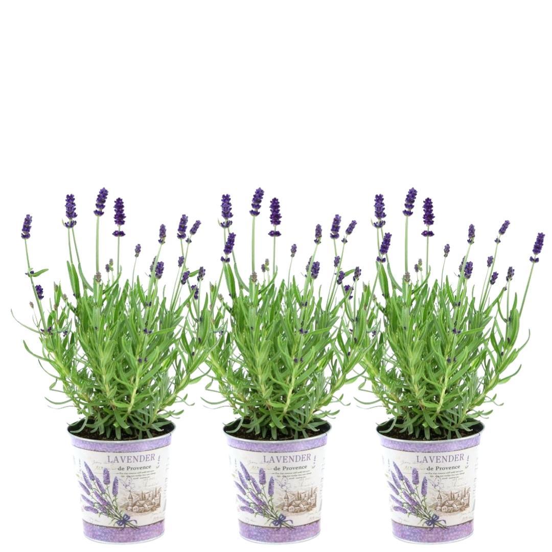 Echter Lavendel Lavandula angustifolia Felice – 3 Pflanten – Duftender Lavendel im Dekotopf Lavender Print – Ø13 cm – Winterhart – Für Balkon, Terrasse & Garten