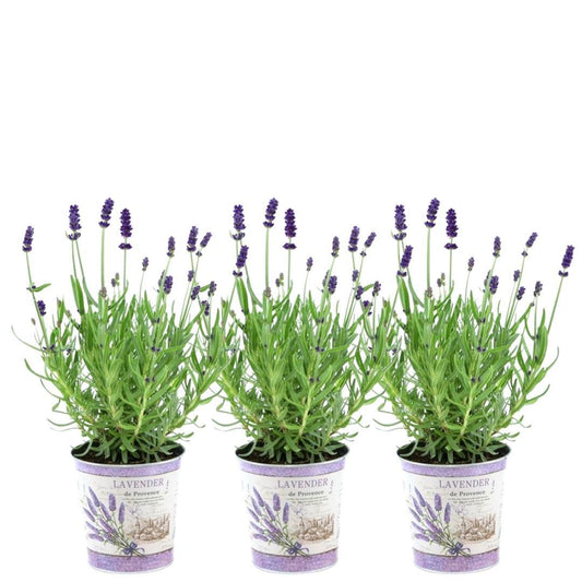 Echter Lavendel Lavandula angustifolia Felice – 3 Pflanten – Duftender Lavendel im Dekotopf Lavender Print – Ø13 cm – Winterhart – Für Balkon, Terrasse & Garten
