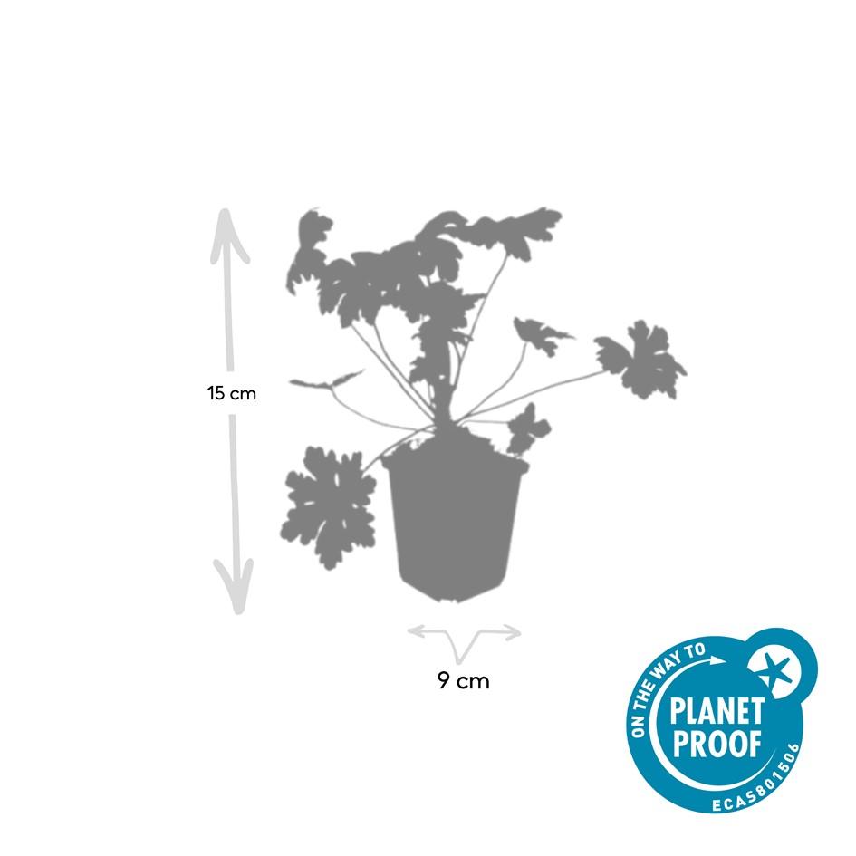 Geranium macrorrhizum 'Ingwersen's Var.' – 48 Pflanzen – ↕10-25cm – Ø9cm – Robuster Bodendecker – Zartrosafarbene Blüten – Duftend – Pflegeleicht – Sonne & Halbschatten