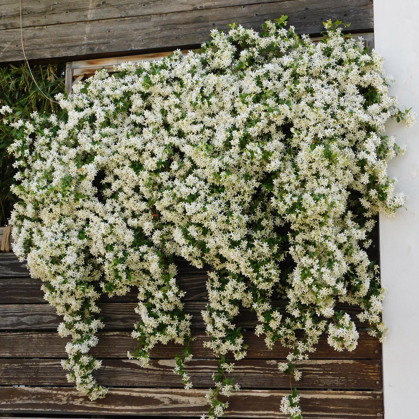 Toskanischer Sternjasmin - Trachelospermum jasminoides - Immergrün - 2 Pflanzen - 11cm Höhe 40cm