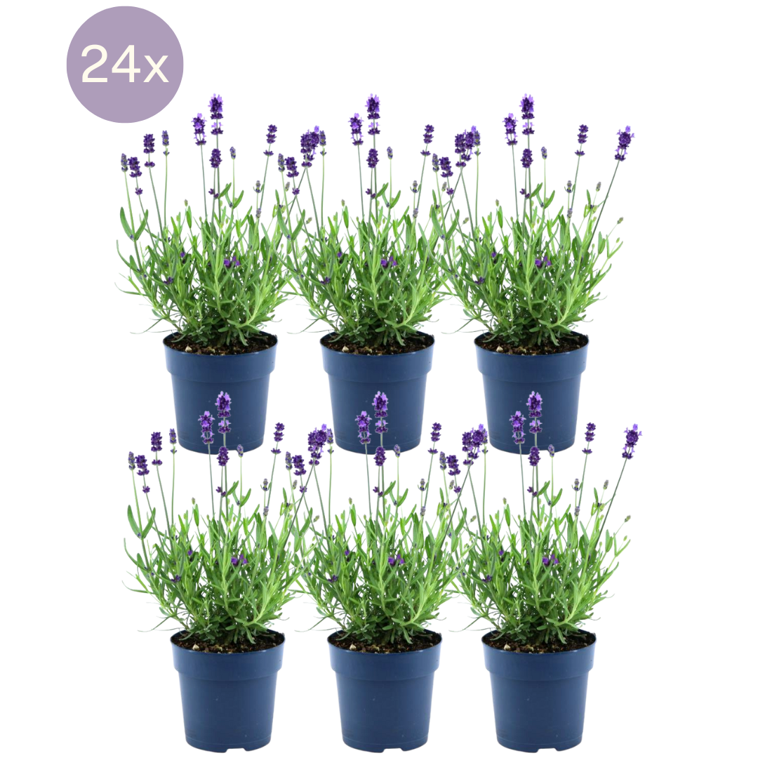 Echter Lavendel Felice – Lavandula angustifolia – Ø12 cm – 50 cm hoch – 24 Pflanzen – Winterhart – Duftend – Bienen & Schmetterlinge