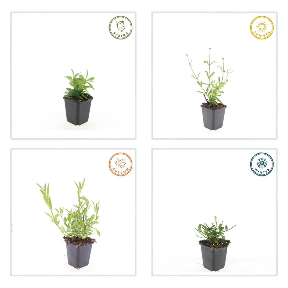 Hohes Eisenkraut Verbena bonariensis 'Lollipop' – ↕10-25cm – Ø9cm – 6 Pflanzen – Lilafarbene Blüten – Langblühend – Pflegeleicht – Balkon, Beet & Garten