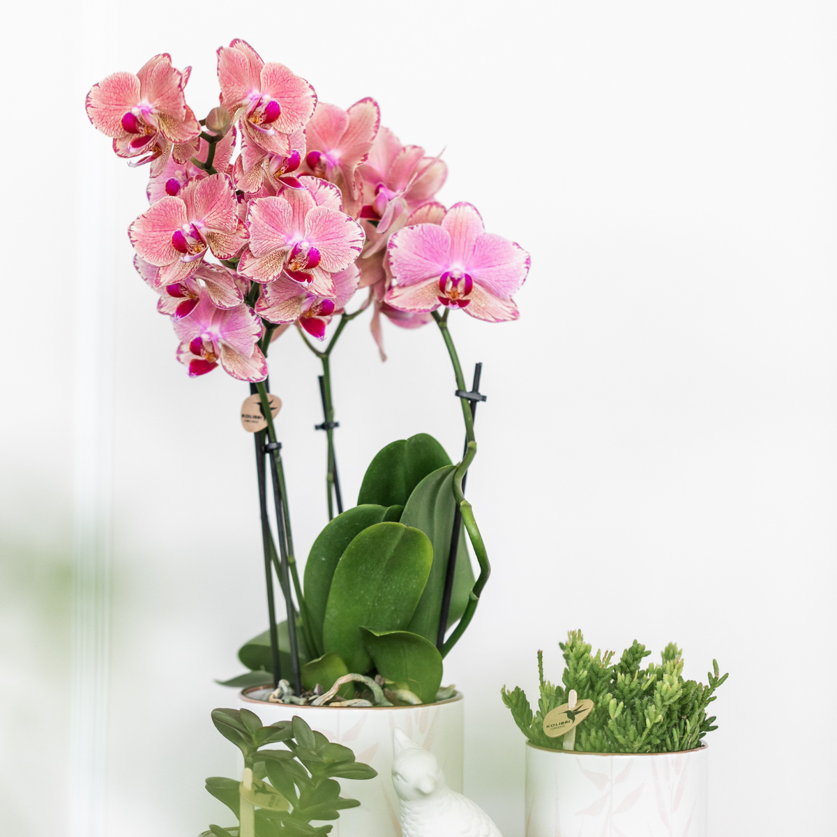 Phalaenopsis Orchidee Pirate Picotee – 2 Pflanzen - Blühende Zimmerpflanze Ø12cm – Orange-Rosa Farbverlauf – Frisch vom Züchter – Eleganter Blickfang fürs Zuhause