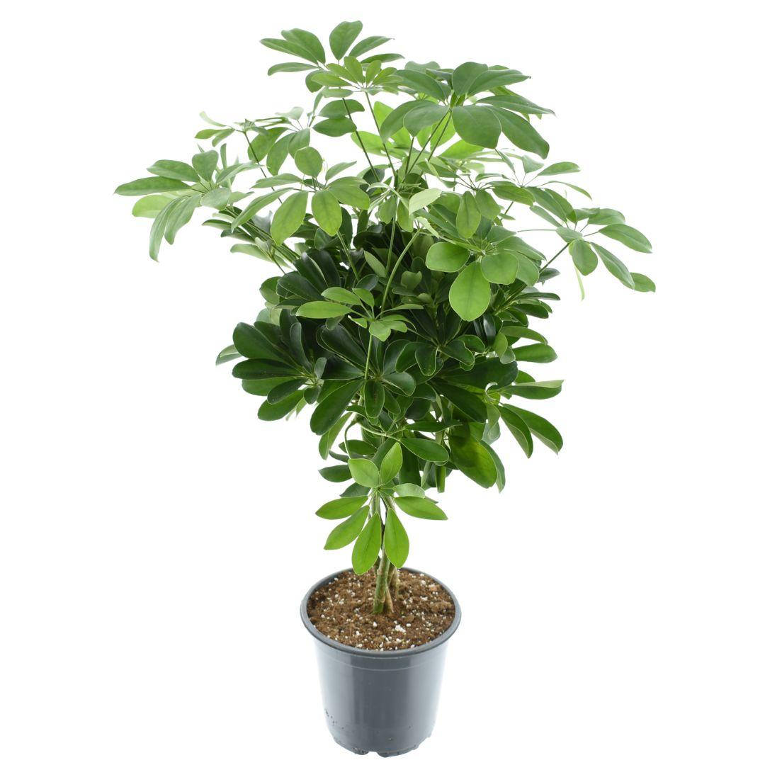 Schefflera Compacta 'Nora' – Zimmerpflanze – Ø21cm – ca. 75cm hoch – Kompakter Strahlenaralien-Busch – Pflegeleicht & luftreinigend – Für helle Innenräume