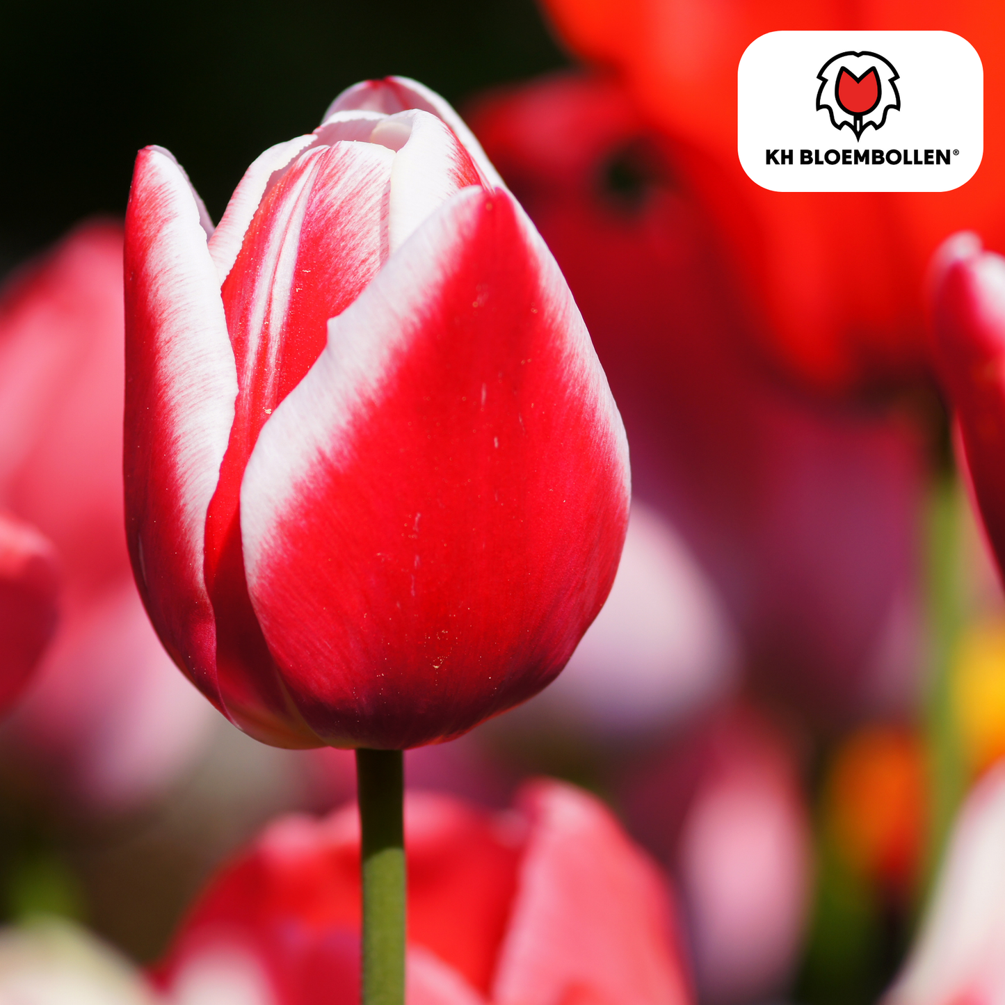 Tulpenzwiebeln Candy Apple Delight – 20 Blumenzwiebeln – Rot-weiße Tulpen – Frühlingstulpen für Garten & Topf – Frisch vom Züchter