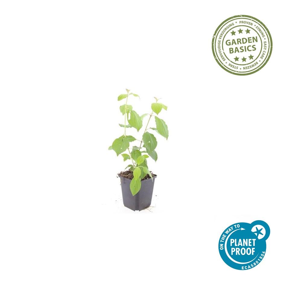 Roter Hartriegel – Cornus sanguinea 'Midwinter Fire' – ↑10-25cm – Ø9cm – 6 Pflanzen – Winterharter Zierstrauch, Leuchtende Zweige, Pflegeleicht