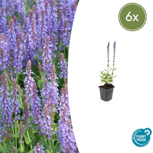 Blüten-Salbei Salvia nemorosa 'Caradonna' – ↕10-25cm – Ø9cm – 6 Pflanzen – Tiefviolett – Bienenfreundlich – Pflegeleicht – Sonniger Standort
