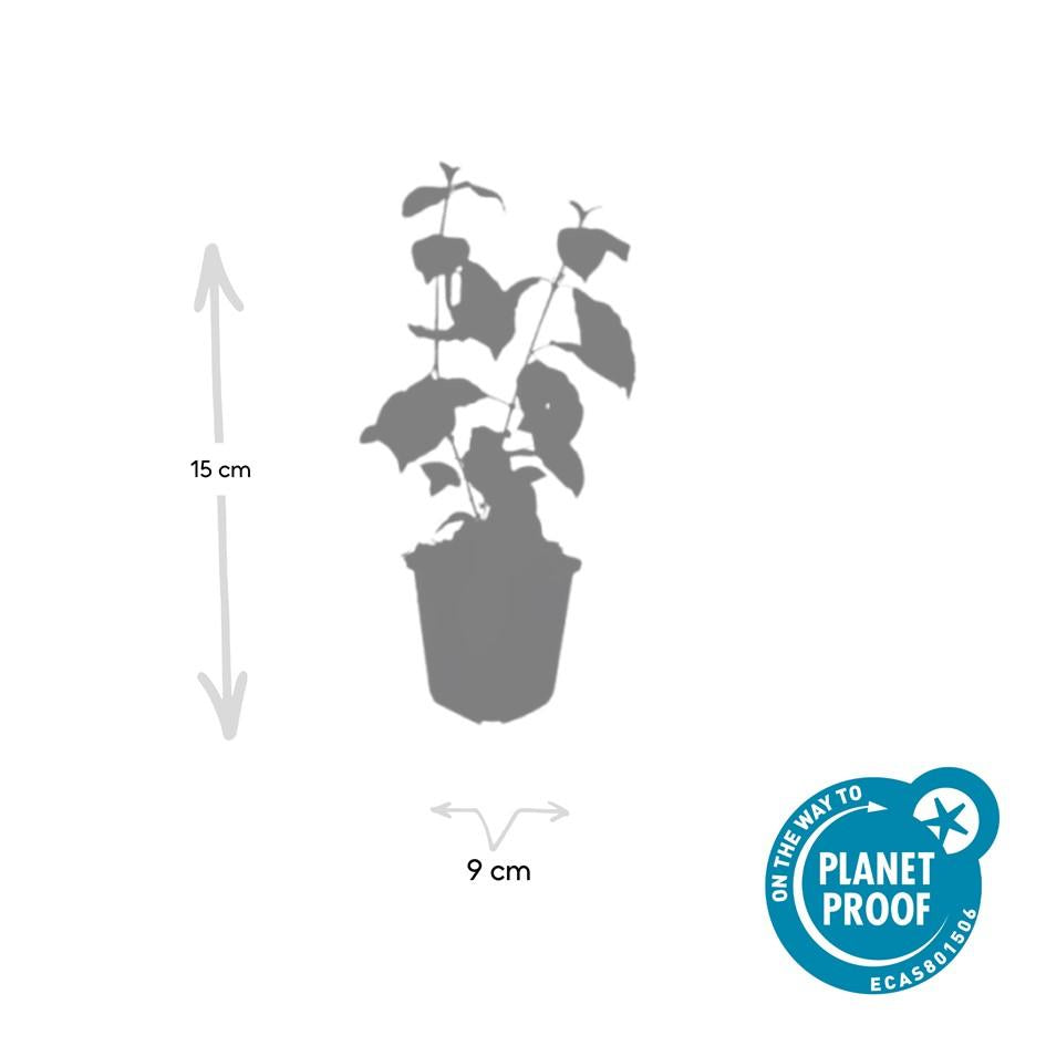 Cornus sanguinea 'Midwinter Fire' – 24 Pflanzen – ↕10-25cm – Ø9cm – Strauch mit leuchtend orange-roten Winterzweigen – Winterhart & pflegeleicht