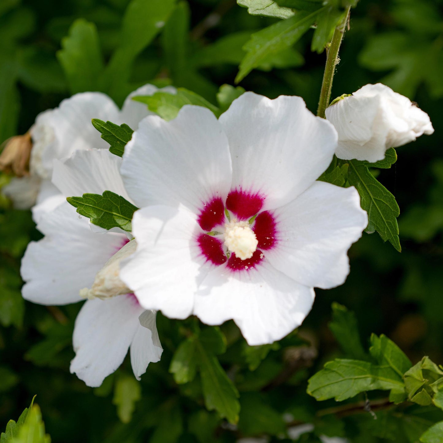 Garteneibisch Hibiscus syriacus Red Heart – Blüte Weiß mit Rotem Herzen – Strauch – Wenig Pflege – 17 cm x H45 cm – Sommerblüher & Bienenfreundlich