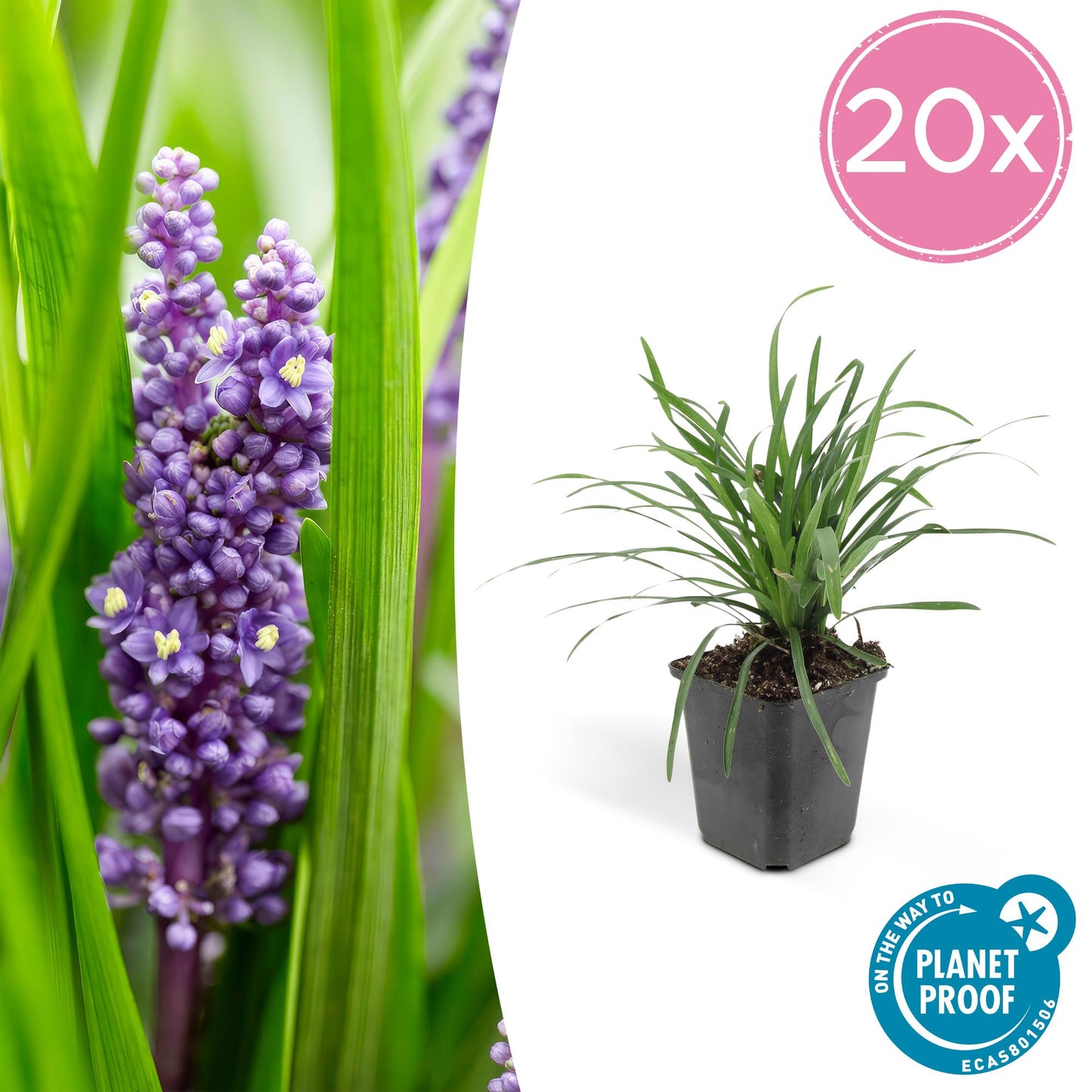 Lilientraube Liriope muscari ‘Big Blue’ – ↕10-25cm – Ø9cm – 20 Pflanzen – Immergrüner Bodendecker – Lila Blüten – Halbschatten & pflegeleicht