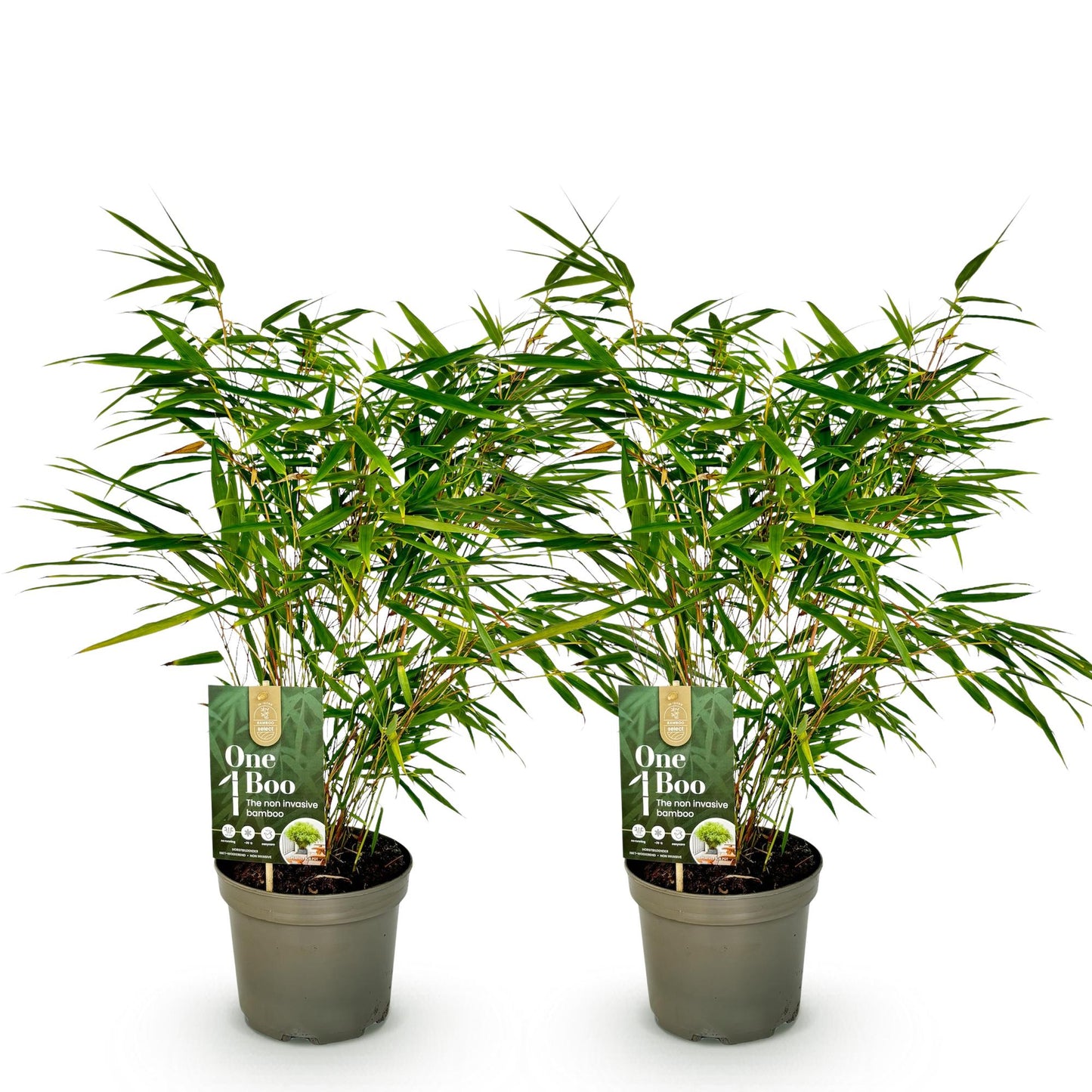 GreenboutiQ - Bambus - Fargesia rufa - Grün - 2 Pflanzen - Immergrün - Nicht Ausbreitend - Topf 17cm Höhe 60cm