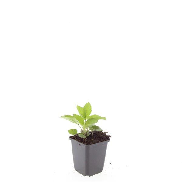 Rudbeckia fulgida 'Goldsturm' – Goldgelber Sonnenhut – 48 Pflanzen – ↕10-25cm – Ø9cm – Bienen- & schmetterlingsfreundliche Staude – Sehr winterhart