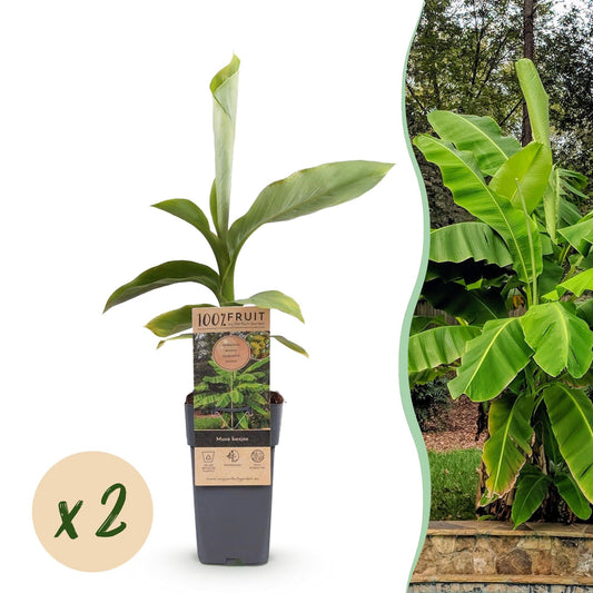 Japanische Faserbanane – Musa basjoo – Winterhart – 2 Pflanzen – Ø15 cm – Höhe ca. 50 cm – Tropische Optik & essbare Früchte – Pflegeleicht – Für Garten, Terrasse & Balkon