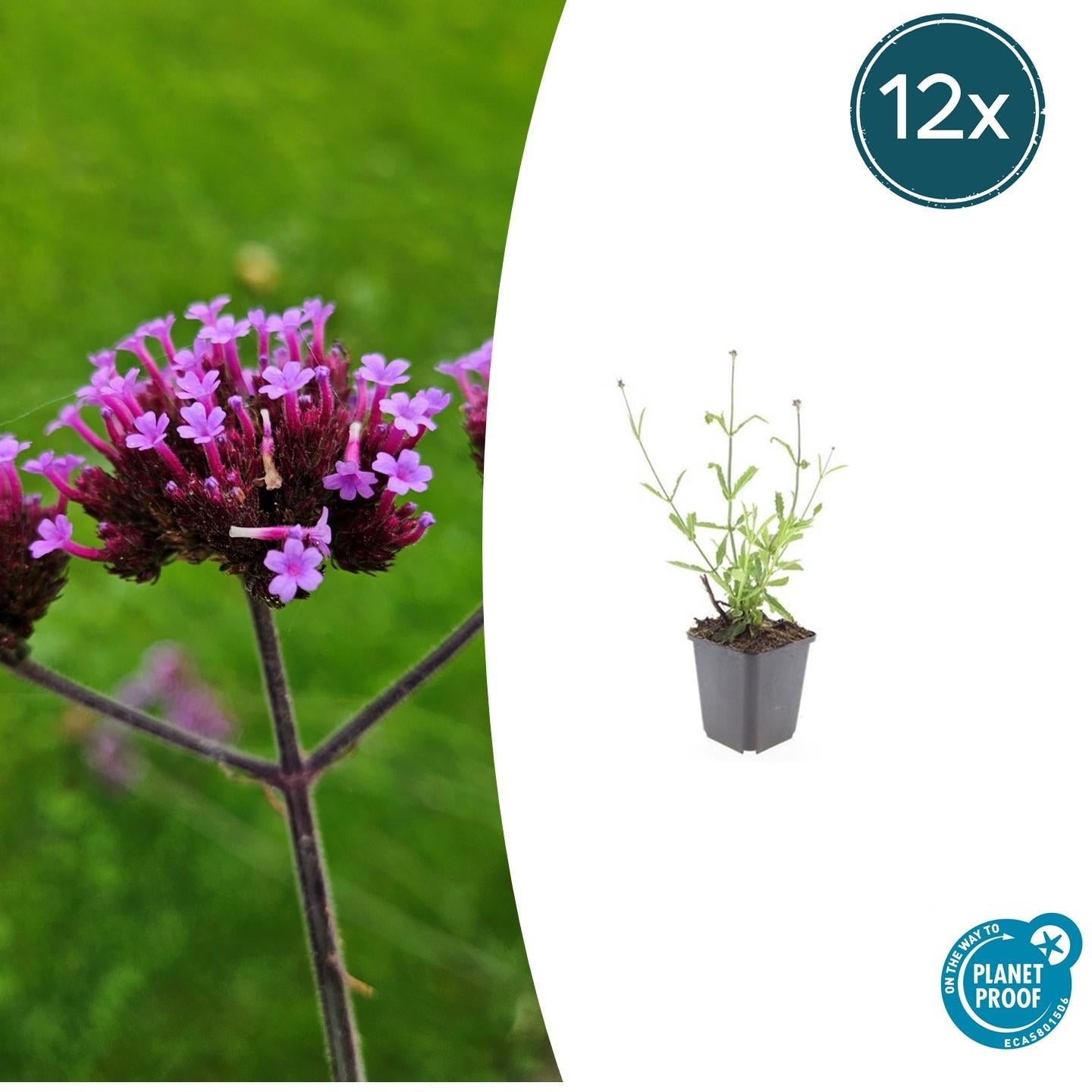 Hohes Eisenkraut Verbena bonariensis 'Lollipop' – ↕10-25cm – Ø9cm – 12 Pflanzen – Lilafarbene Blüten – Bienenfreundlich – Kompakte Staude – Sommerblüher