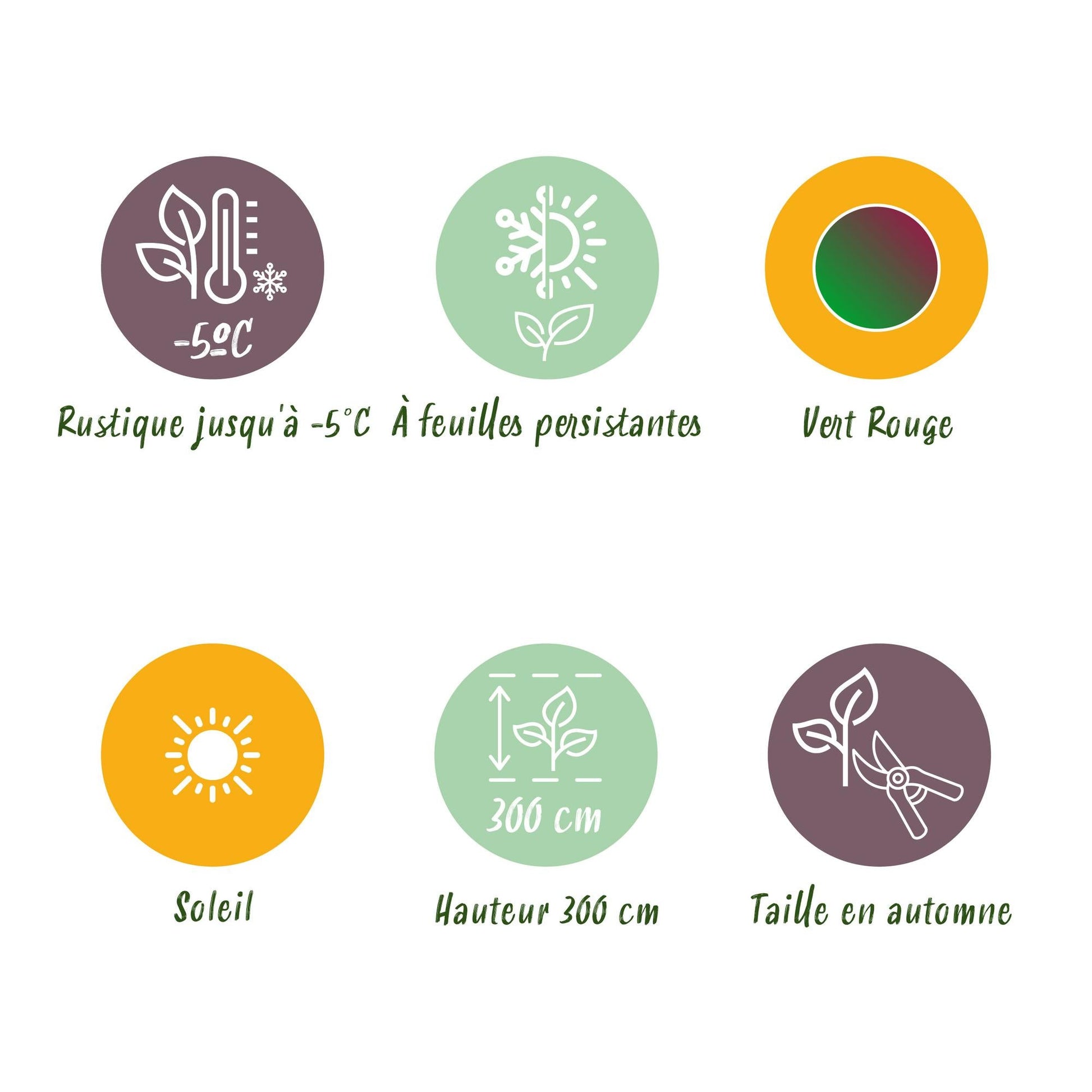 Bananenpflanze Musa sikkimensis Red Tiger – 4 Pflanzen – Ø12 cm – Höhe ca. 30 cm – Exotische Zimmer- & Terrassenpflanze