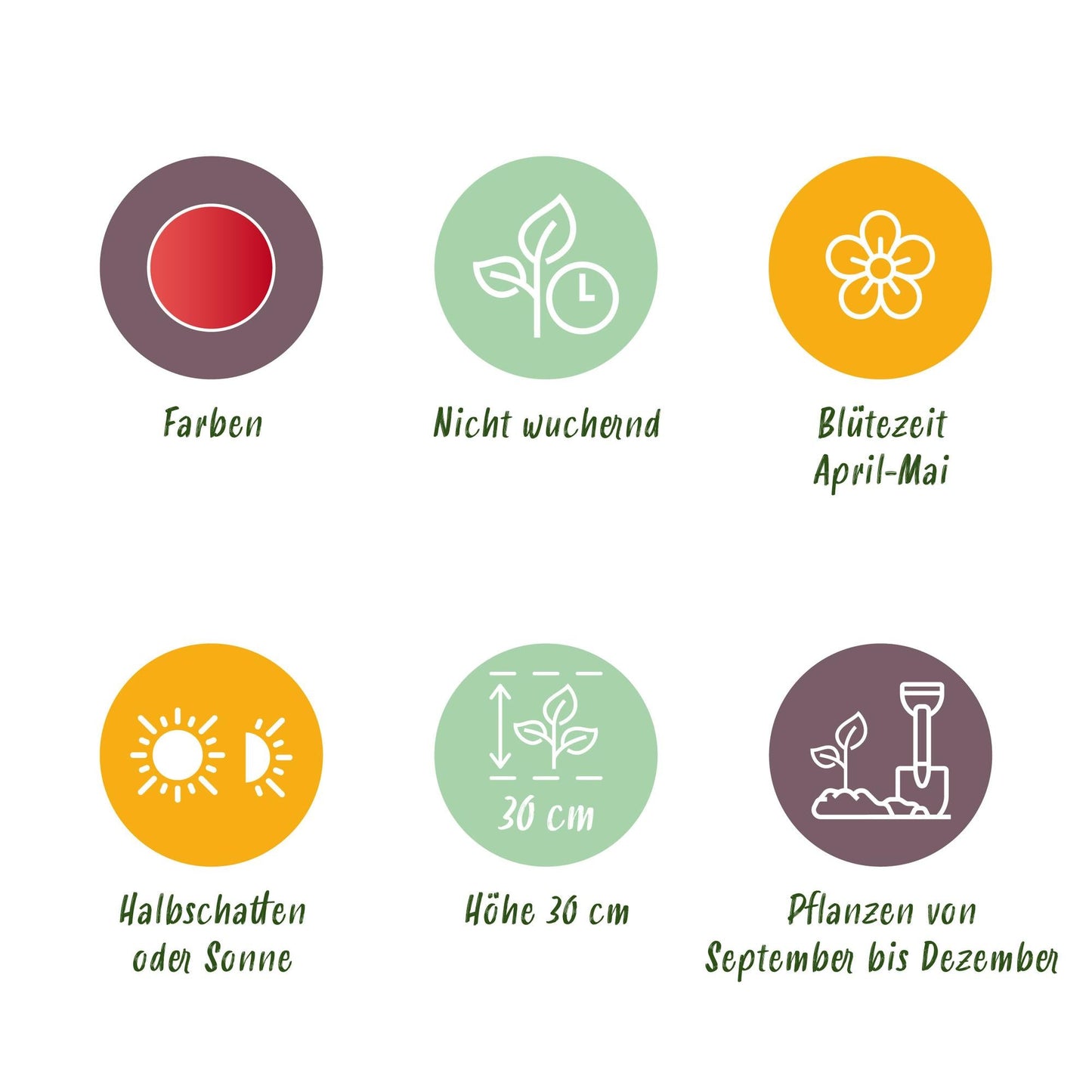 GreenboutiQ - Blumenzwiebeln - Tulp Greigii Red - Farbe Rot - 15 Stück - Zwiebelgröße 11/12 - XXL Pack