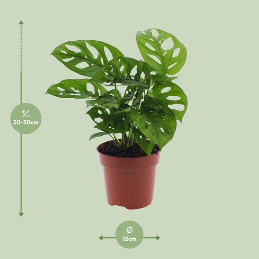 Monstera Monkey Leaf – Fensterblatt – Ø12cm – ↕30cm – Pflegeleichte Lochpflanze mit dekorativem Blattmuster – Tropische Zimmerpflanze für halbschattige Standorte – Luftreinigend & dekorativ