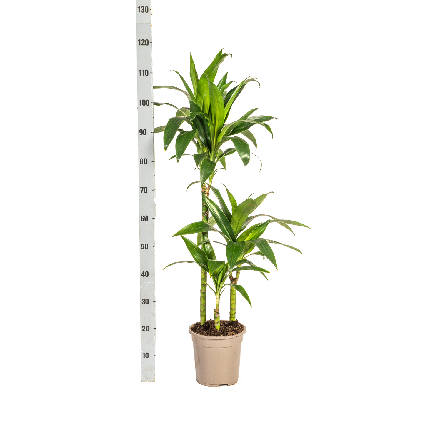Drachenbaum - Dracaena Deremensis Lisa – Zimmerpflanze – Ø21cm – Höhe 90–110cm – Dunkelgrüne, glänzende Blätter – Pflegeleicht & stilvoll – Für Wohnzimmer & Büro