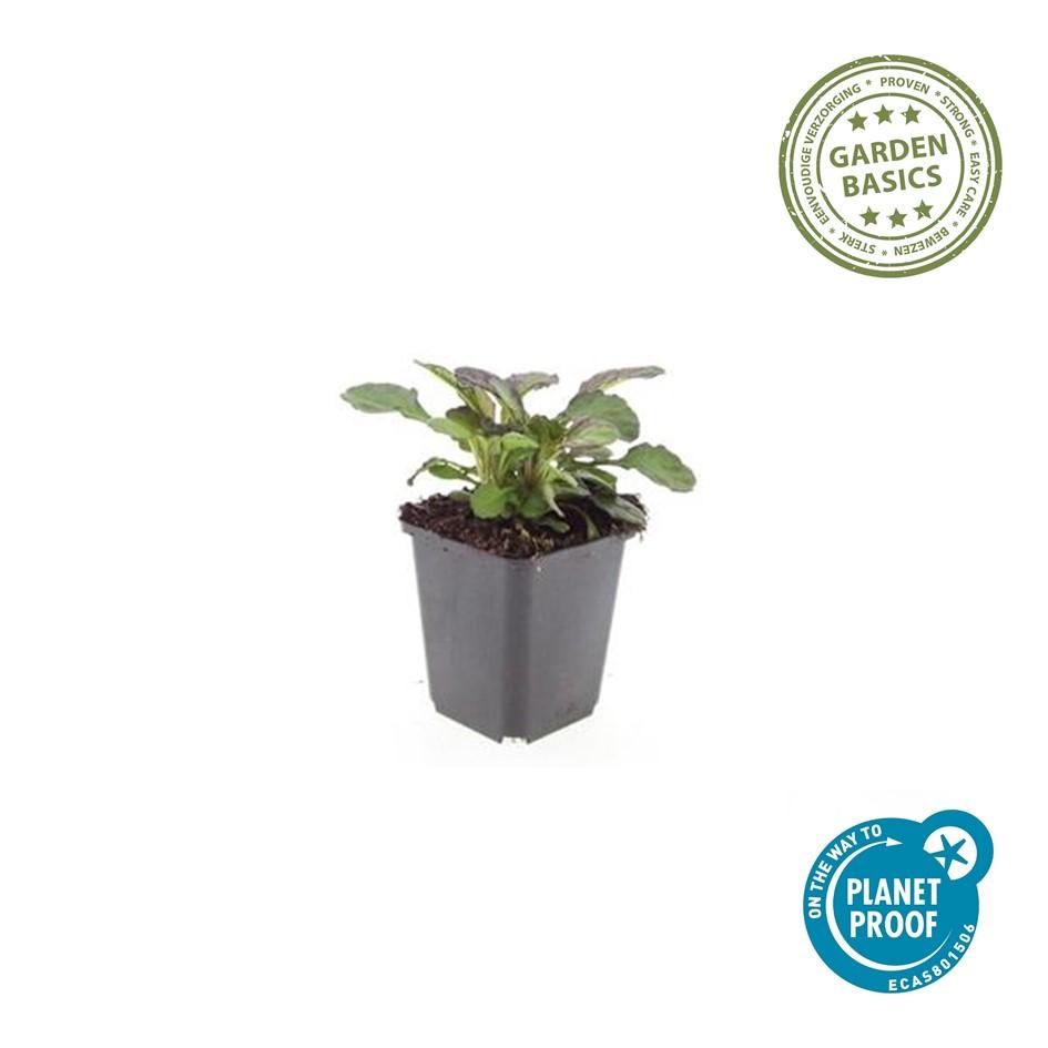 Großblättriger Günsel – Ajuga reptans 'Catlin's Giant' – 12 Pflanzen – Bodendecker mit großen Blättern & blauen Blüten – Winterhart & pflegeleicht – Höhe 10-25cm