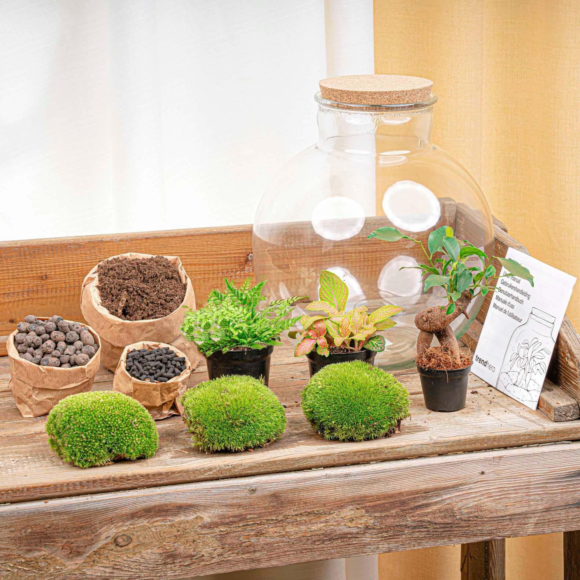 Flaschengarten - DIY Bausatz - Terrarium - Bolder Bob Bonsai - ↕30cm