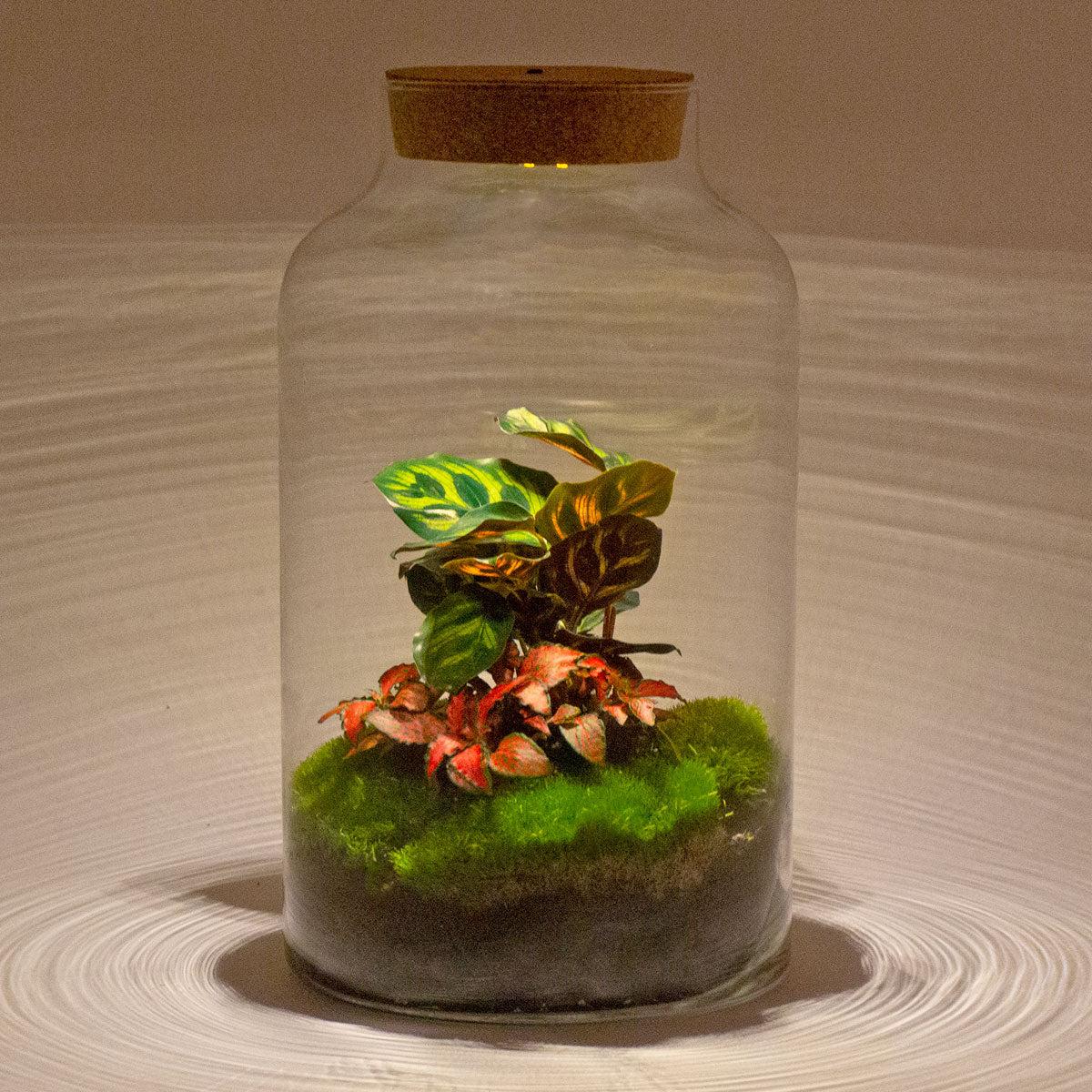 Flaschengarten - DIY Bausatz - Terrarium - Milky Calathea mit LED - ↕31cm