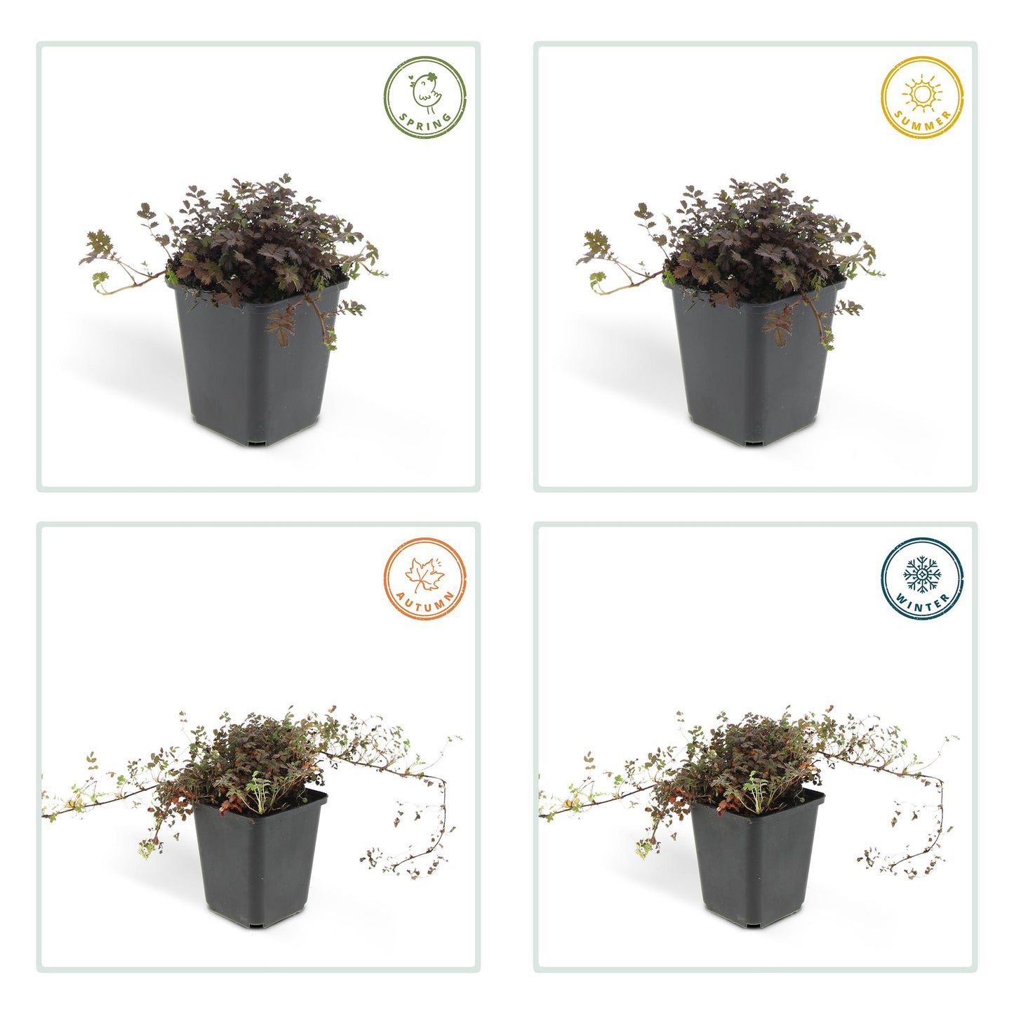 Acaena microphylla 'Kupferteppich' – 48 Pflanzen – ↕10-25cm – Ø9cm – Bodendecker – Flachwachsend & Robust – Steingarten & Wege – Sonne & Halbschatten – Pflegeleicht