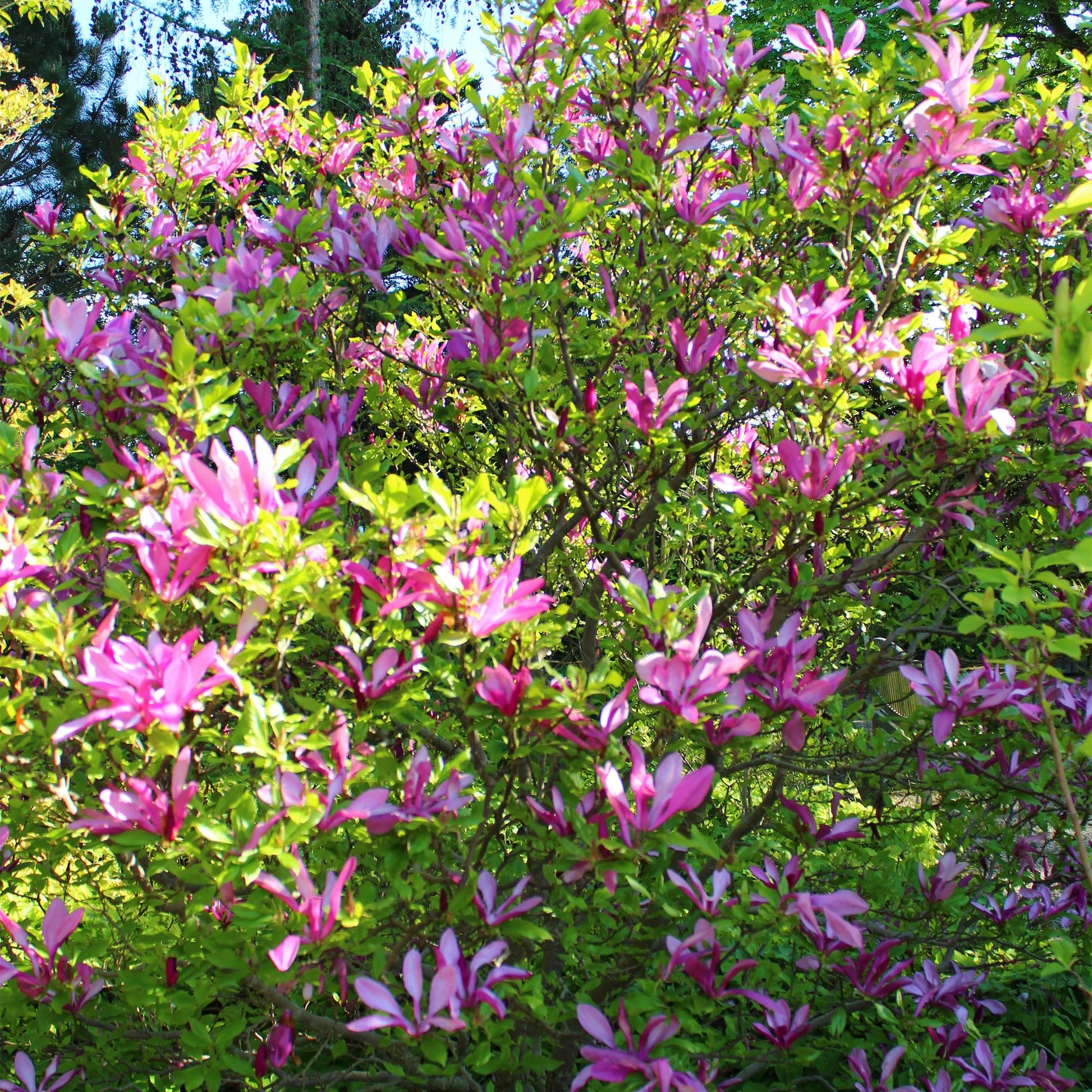 Purpur-Magnolie Magnolia Susan – Strauch – Blumen dunkelrosa – Wenig Pflege – 17 cm Höhe 45 cm – Frühjahrsblüher für Garten & Terrasse