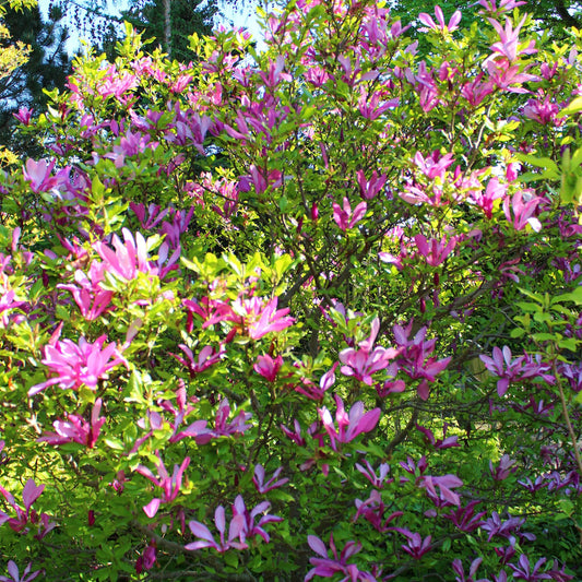 Purpur-Magnolie Magnolia Susan – Strauch – Blumen dunkelrosa – Wenig Pflege – 17 cm Höhe 45 cm – Frühjahrsblüher für Garten & Terrasse