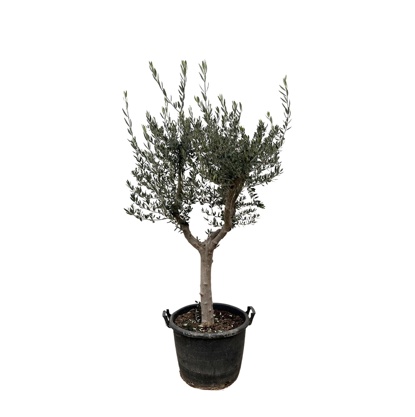 Olivenbaum - Olea Europaea Cultivo - 220cm - Ø40cm
