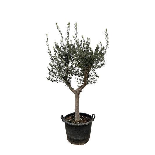 Olivenbaum – Olea europaea ‘Cultivo’ – ca. 220 cm hoch – Ø40 cm – mediterraner Großbaum – für Garten, Terrasse & Wintergarten